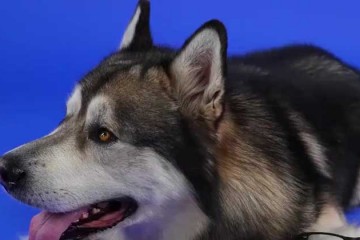 阿拉斯加雪橇犬是什么科，阿拉斯加雪橇犬形态特征和分布范围