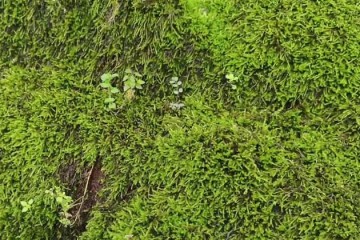 苔藓植物定义论述，苔藓植物繁殖方式和类群划分