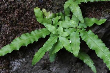 蕨类植物的定义论述，蕨类植物形态特征和生长习性