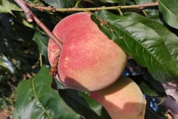 水蜜桃是什么科，水蜜桃形态特征、代表品种和分布范围