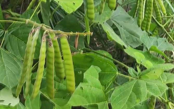 被子植物