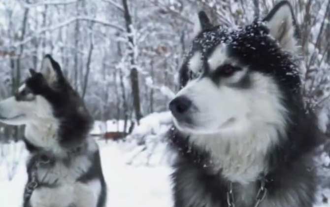 阿拉斯加雪橇犬